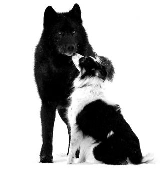 L'ululato degli angeli