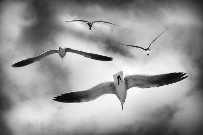 Afferra questa mia carezza