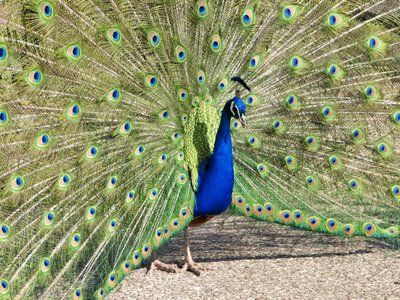 Il diplomatico compiaciuto