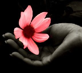 La bellezza del fiore reciso