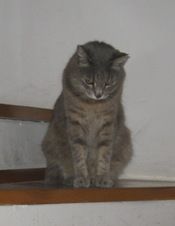 La notte... del gatto