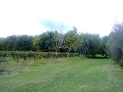 Il bosco della vigna