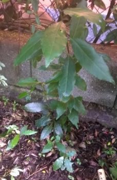 I tuoi occhi di regina