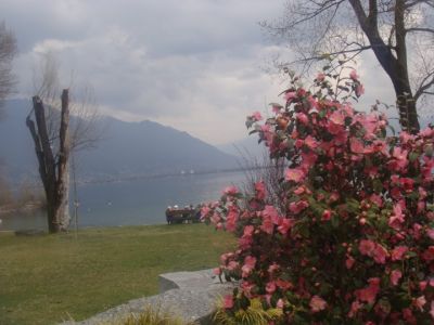 La signora delle camelie