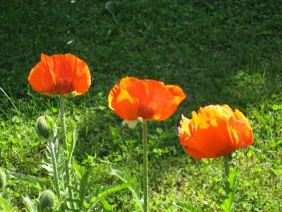 Tempo di papaveri