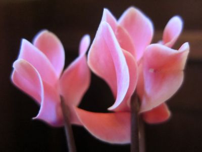 Il ciclamino degli innamorati  