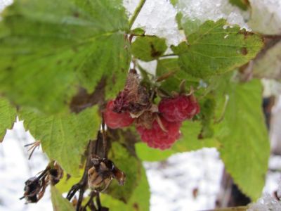 E se mi dimettessi da poeta