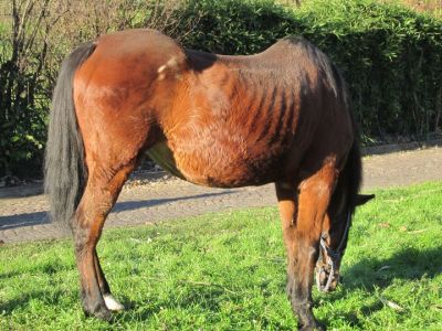 Dov'� il principe?  