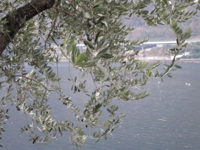 All'olivo  