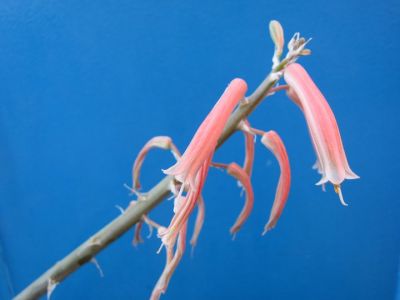 Nel teatro del mondo  