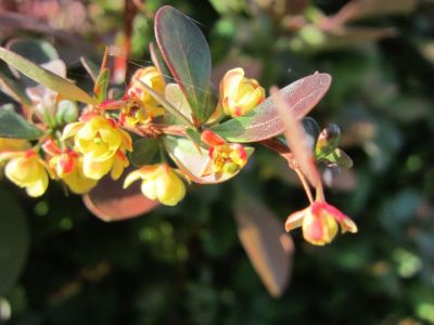 Nell'Orto degli Ulivi  