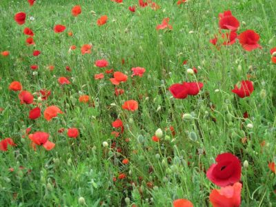 Fra i papaveri  