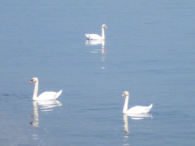 Il triangolo dei cigni  