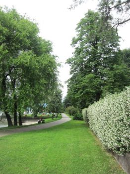 La via dei gelsomini  