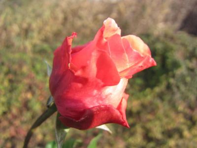 In questa valle di lacrime  