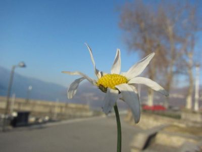 Margherita d'inverno  