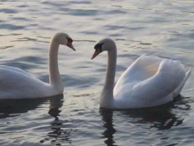 Cigni a lago  
