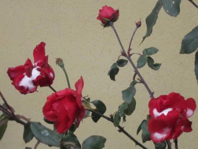 Le rose e la neve  