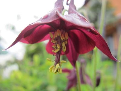 Aquilegia