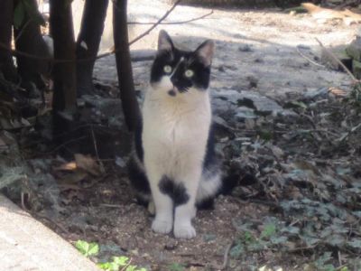 La gatta e l'uccellino