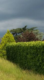 La zanzara e la rondine