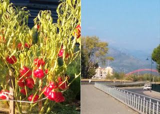 I peperoncini d'Albenga