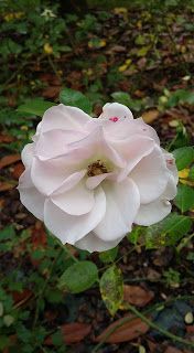 Tutt i Sant - Ognissanti