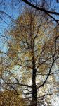 Liquidambar