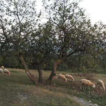 Gli agnelli pasquali