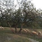 Gli agnelli pasquali