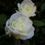 Per le nozze della figlia