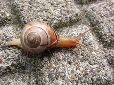 La saggezza non vuole fretta