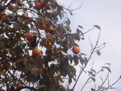 Filastrocca del merlo vagabondo