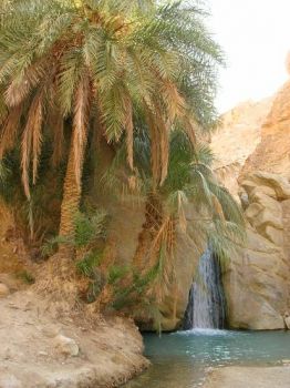 Come l'oasi nel deserto