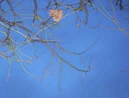 Non si muove la foglia  