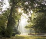 Un raggio di sole fra i rami  