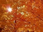 Cercher� il tuo volto  