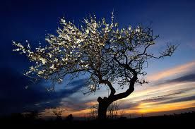 All'Ombra Del Mandorlo  