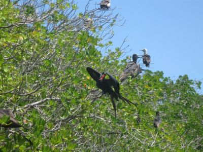 Come fantasmi pellicani