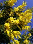 Stolto uomo e fiori di mimosa