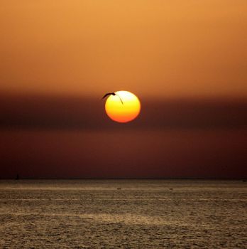 Come il profilo di un gabbiano