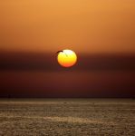 Come il profilo di un gabbiano