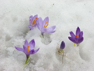 Primavera d' Inverno