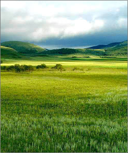 Il mio canto (libero), le mie mani, il mio cuore  