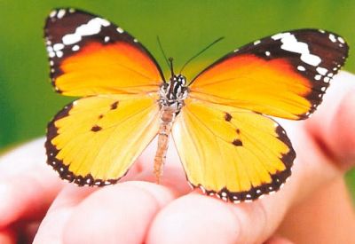 Il bambino e la farfalla