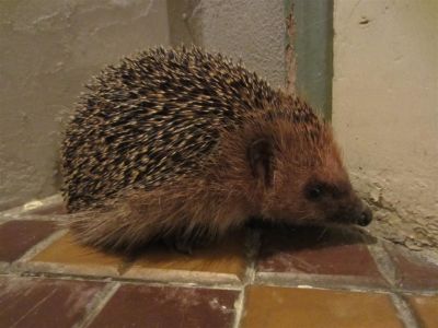 Non voglio più (Il riccio)