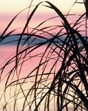 Il brivido nel mattino