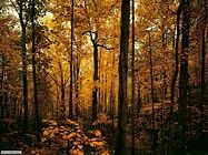 Fotogrammi d'autunno