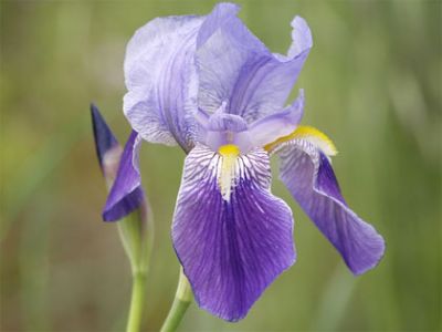 Iris