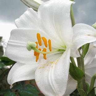 Il Pianto del Giglio, o il Martirio di Santa Giovanna